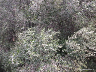 rco Gioeni-09-12-2012 12-04-55